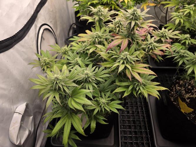 Mandarin Cookies Steckling. Week 10