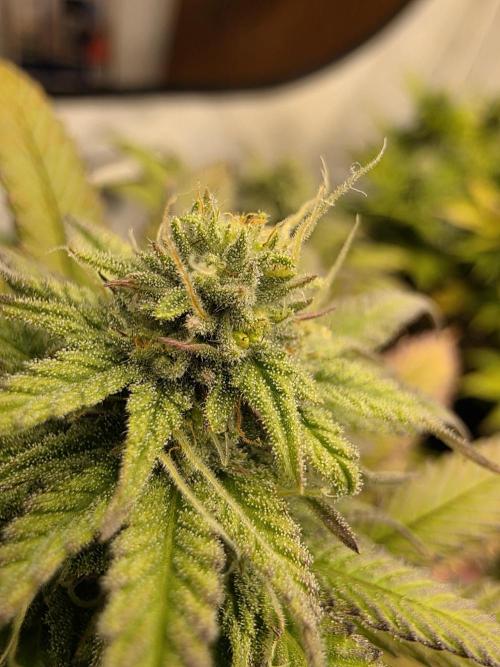 Mandarin Cookies Steckling. Week 10