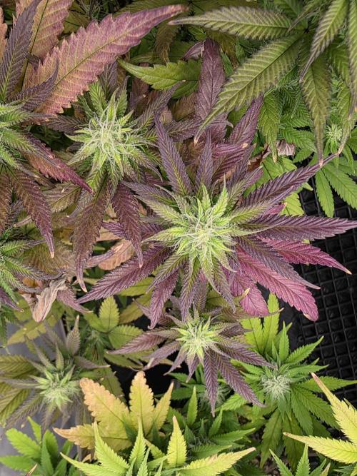 Mandarin Cookies Steckling. Week 10