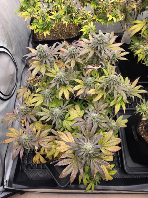 Mandarin Cookies Steckling. Week 11