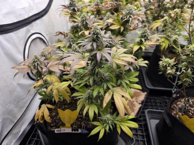 Mandarin Cookies Steckling. Week 11