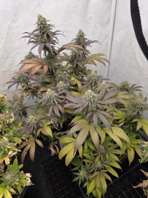 Mandarin Cookies Steckling. Week 11