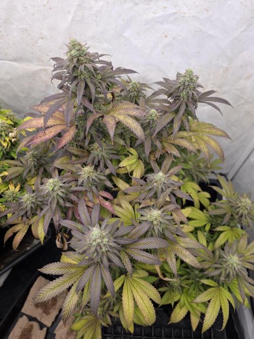 Mandarin Cookies Steckling. Week 11