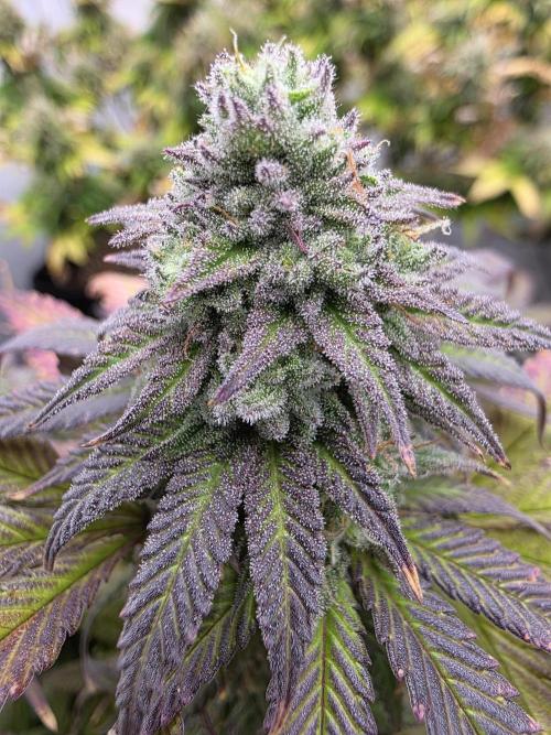 Mandarin Cookies Steckling. Week 11