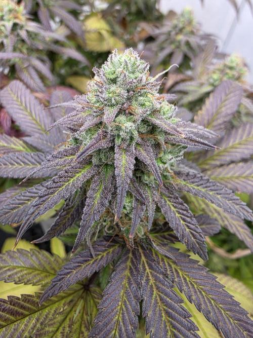 Mandarin Cookies Steckling. Week 11