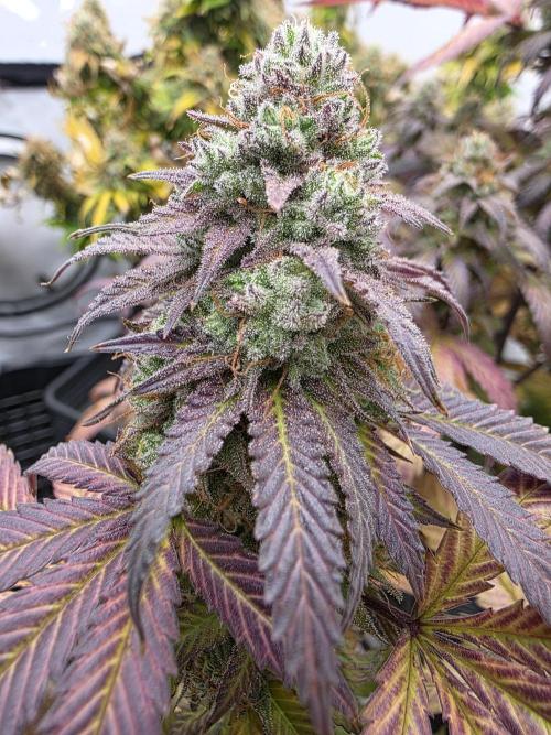 Mandarin Cookies Steckling. Week 12