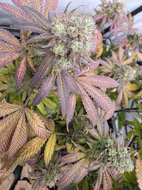 Mandarin Cookies Steckling. Week 12