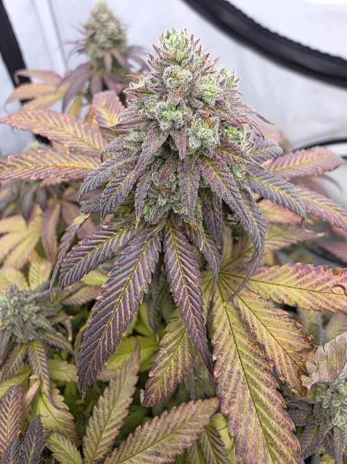 Mandarin Cookies Steckling. Week 12