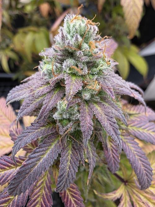 Mandarin Cookies Steckling. Week 12