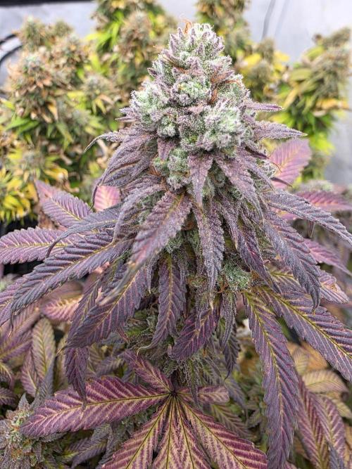 Mandarin Cookies Steckling. Week 12