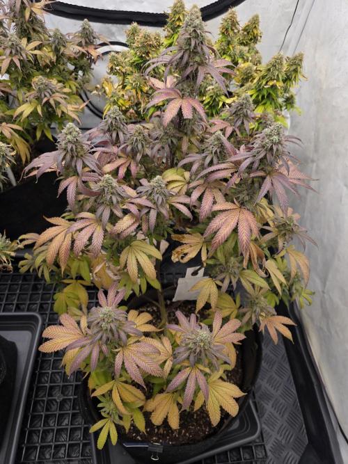 Mandarin Cookies Steckling. Week 12