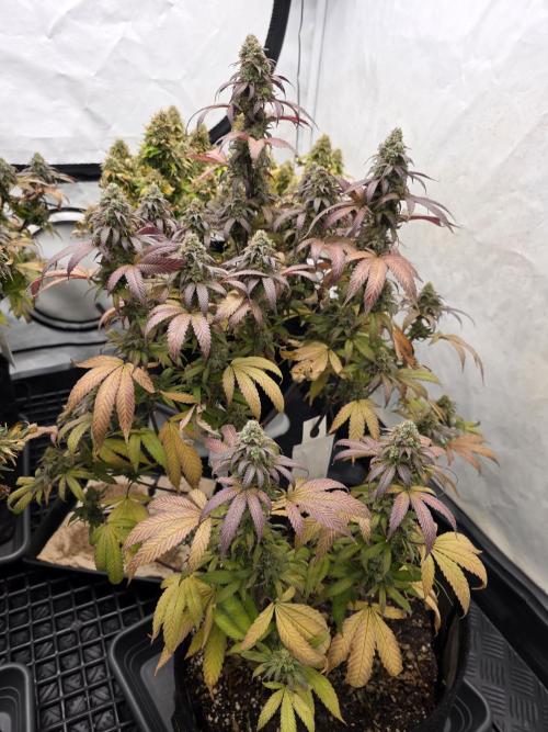 Mandarin Cookies Steckling. Week 12