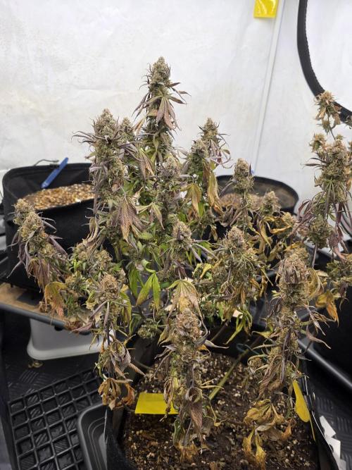 Mandarin Cookies Steckling. Week 13