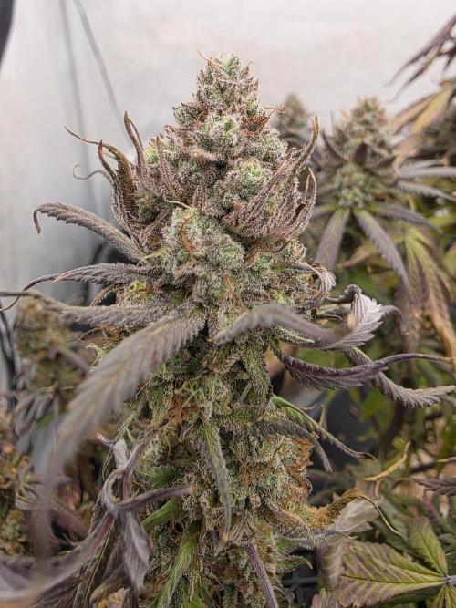 Mandarin Cookies Steckling. Week 13