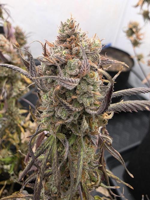 Mandarin Cookies Steckling. Week 13