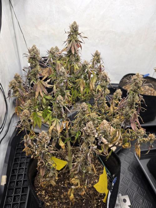 Mandarin Cookies Steckling. Week 13