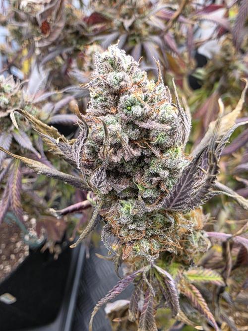 Mandarin Cookies Steckling. Week 13