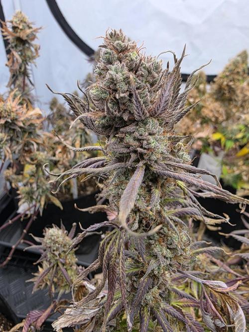 Mandarin Cookies Steckling. Week 13