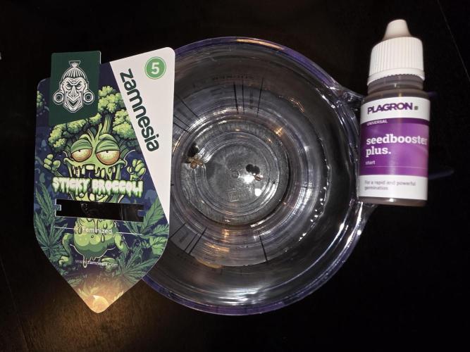 Eternity Grow Cup 2026 - Sticky Broccoli. Week 0 - 1.3.26