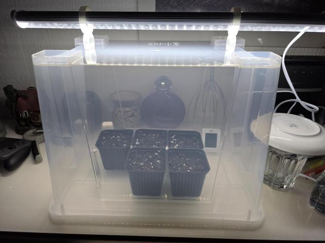 Eternity Grow Cup 2026 - Sticky Broccoli. Week 0 - 2.3.26