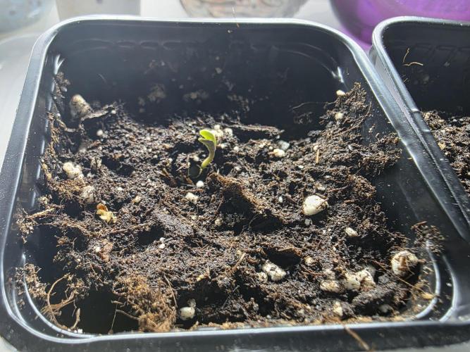 Eternity Grow Cup 2026 - Sticky Broccoli. Week 0 - 4.3.2026