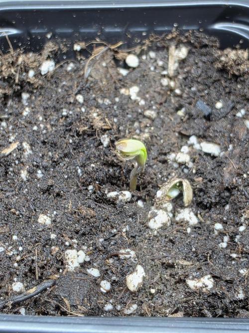 Eternity Grow Cup 2026 - Sticky Broccoli. Week 0 - 5.3.26
