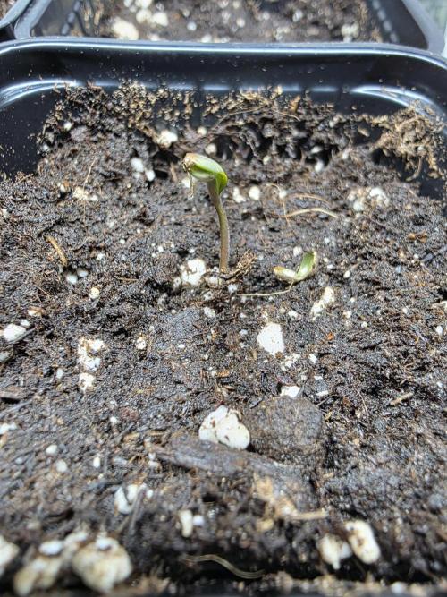 Eternity Grow Cup 2026 - Sticky Broccoli. Week 0 - 5.3.26