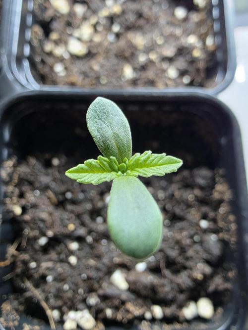 Eternity Grow Cup 2026 - Sticky Broccoli. Week 0 - 6.3.26