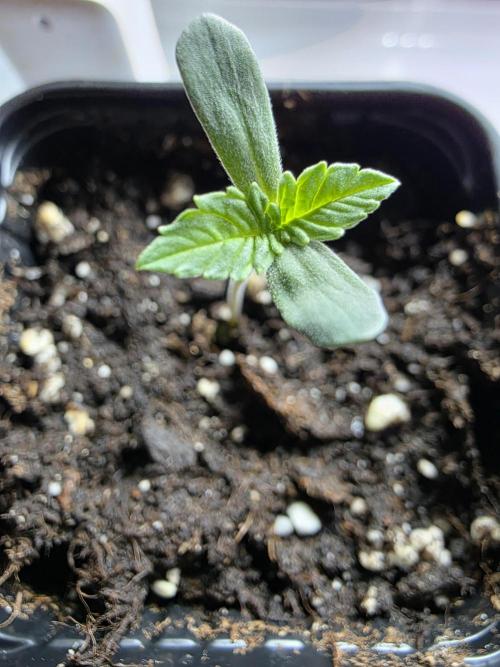 Eternity Grow Cup 2026 - Sticky Broccoli. Week 0 - 6.3.26