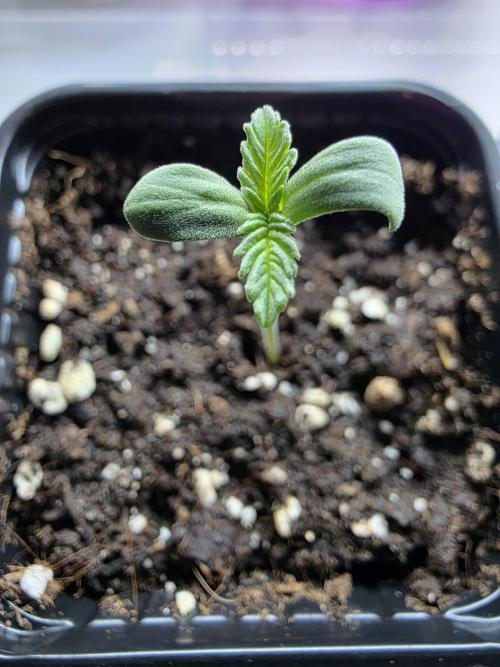 Eternity Grow Cup 2026 - Sticky Broccoli. Week 0 - 6.3.26