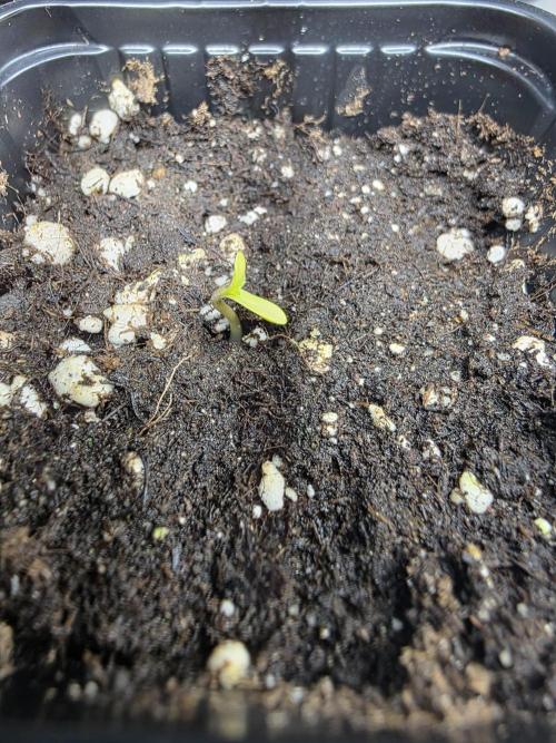Eternity Grow Cup 2026 - Sticky Broccoli. Week 0 - 7.3.26