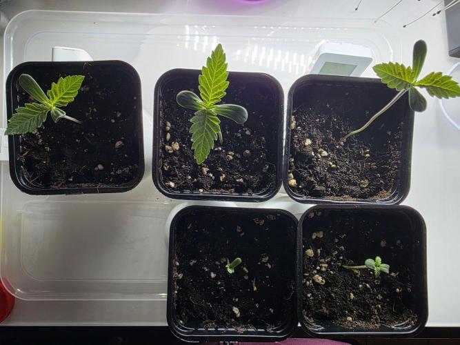 Eternity Grow Cup 2026 - Sticky Broccoli. Week 1 - 8.3.26