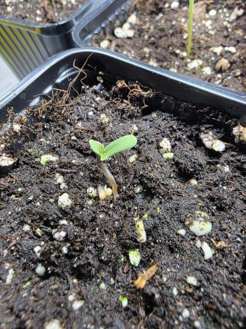 Eternity Grow Cup 2026 - Sticky Broccoli. Week 1 - 8.3.26