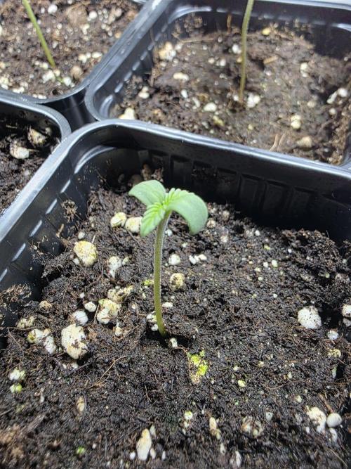 Eternity Grow Cup 2026 - Sticky Broccoli. Week 1 - 8.3.26