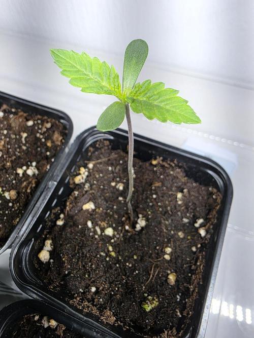 Eternity Grow Cup 2026 - Sticky Broccoli. Week 1 - 8.3.26