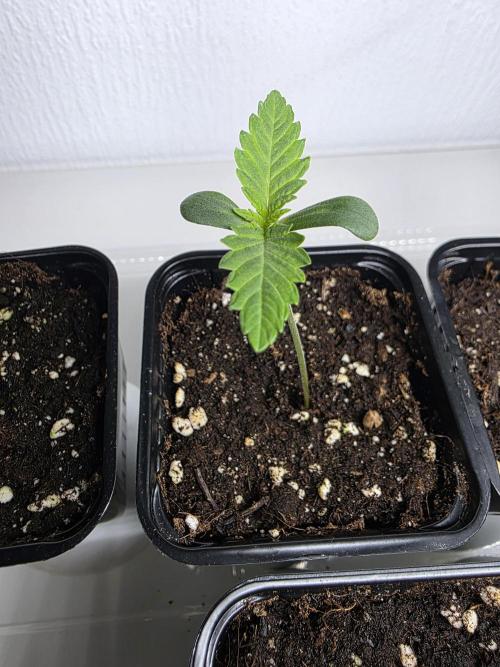 Eternity Grow Cup 2026 - Sticky Broccoli. Week 1 - 8.3.26
