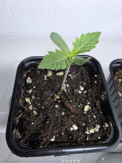 Eternity Grow Cup 2026 - Sticky Broccoli. Week 1 - 8.3.26