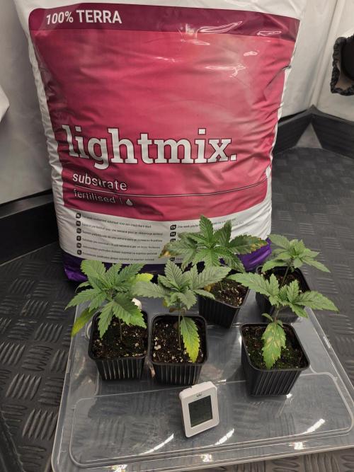 Eternity Grow Cup 2026 - Sticky Broccoli. Week 2