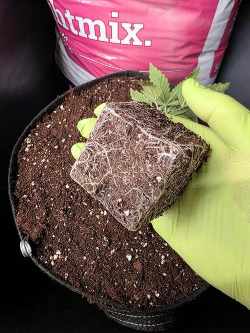 Eternity Grow Cup 2026 - Sticky Broccoli. Week 2