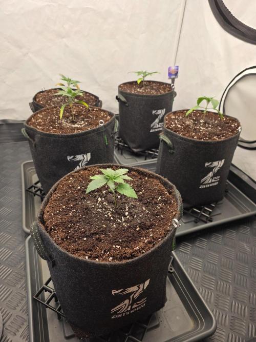 Eternity Grow Cup 2026 - Sticky Broccoli. Week 2 - 18.3.26