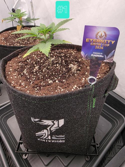Eternity Grow Cup 2026 - Sticky Broccoli. Week 2 - 20.3.26