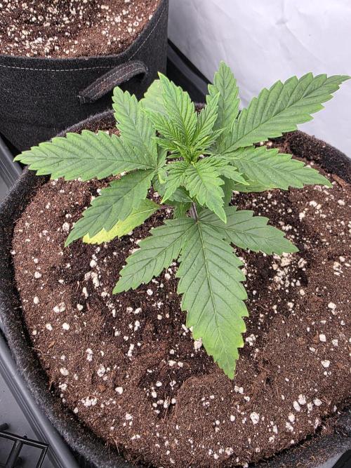 Eternity Grow Cup 2026 - Sticky Broccoli. Week 2 - 20.3.26