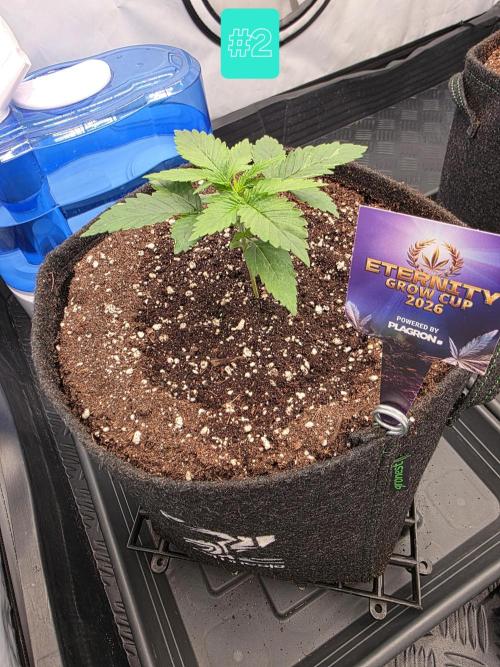 Eternity Grow Cup 2026 - Sticky Broccoli. Week 2 - 20.3.26