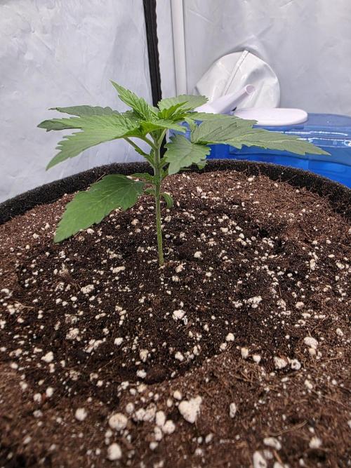 Eternity Grow Cup 2026 - Sticky Broccoli. Week 2 - 20.3.26