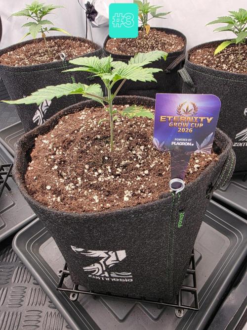 Eternity Grow Cup 2026 - Sticky Broccoli. Week 2 - 20.3.26