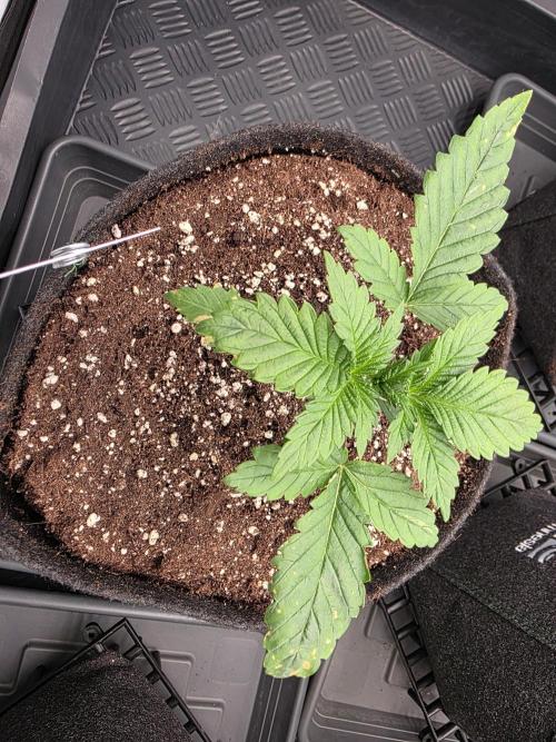 Eternity Grow Cup 2026 - Sticky Broccoli. Week 2 - 20.3.26