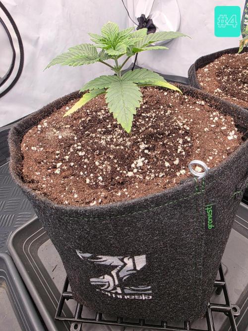 Eternity Grow Cup 2026 - Sticky Broccoli. Week 2 - 20.3.26