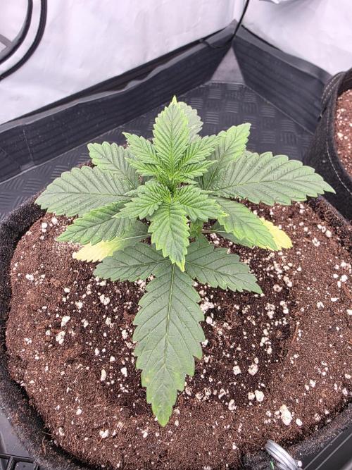 Eternity Grow Cup 2026 - Sticky Broccoli. Week 2 - 20.3.26
