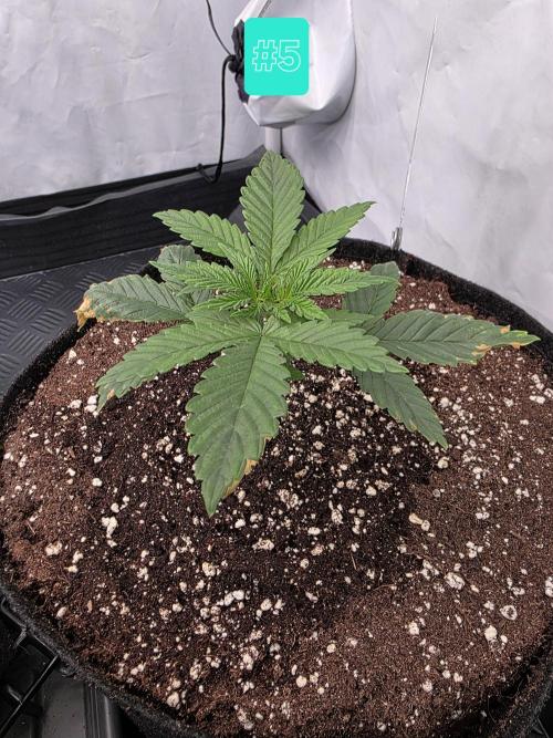 Eternity Grow Cup 2026 - Sticky Broccoli. Week 2 - 20.3.26