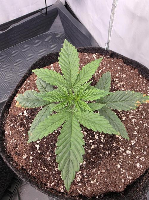 Eternity Grow Cup 2026 - Sticky Broccoli. Week 2 - 20.3.26